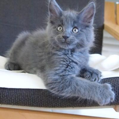 11 BLEUE