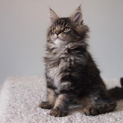 4 BROWN BLOTCHED TABBY