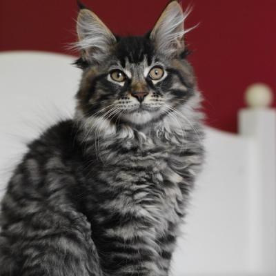 14 BROWN MACKEREL TABBY
