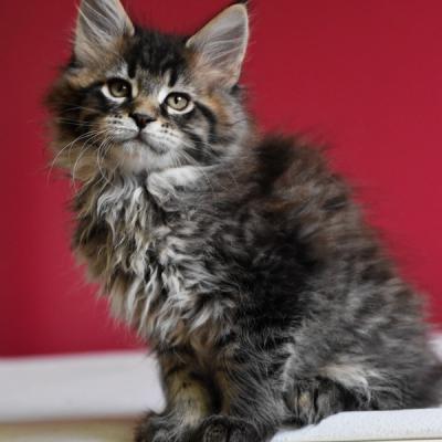 15 BROWN MACKEREL TABBY