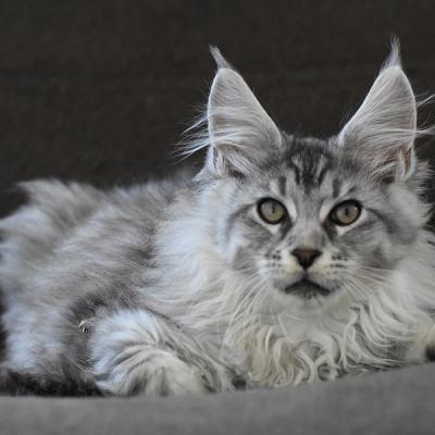 13 BLACK SILVER SPOTTED TABBY