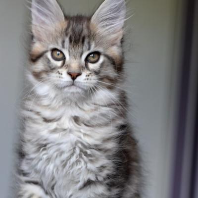 2 BROWN MACKEREL TABBY