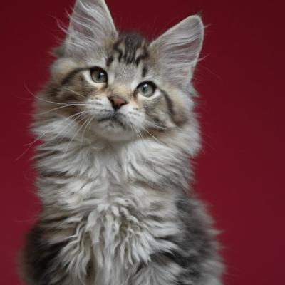 7 BROWN BLOTCHED TABBY