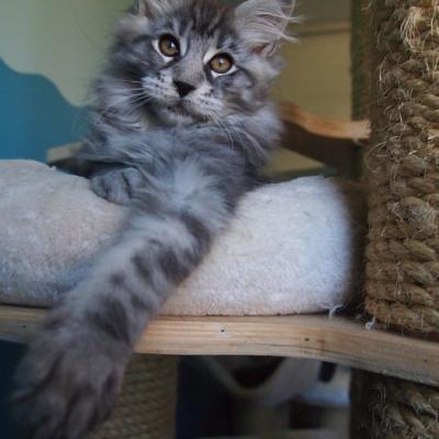 16 BLACK SILVER BLOTCHED TABBY