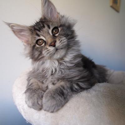 17 BROWN BLOTCHED TABBY