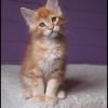 3 mois