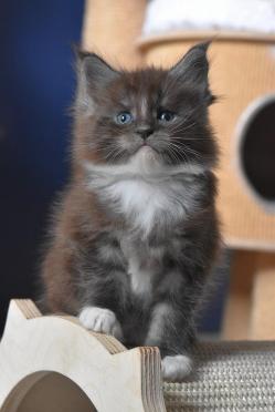 Aiko 2