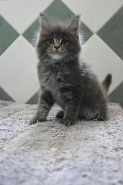 Anatole