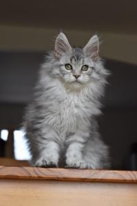 Dsc 521