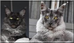 Ombra jupiter 1