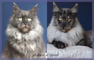 Shalimar jupiter 2