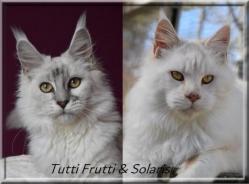 Tutti frutti et solaris 2