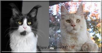 Wispa et shane pp 1
